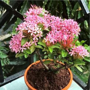 Ixora pink colour live plant| ixora best quality paudha gulabi rang |